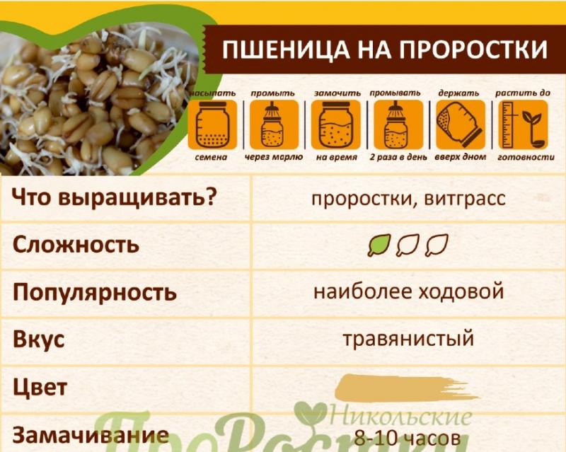 Как прорастить пшеницу