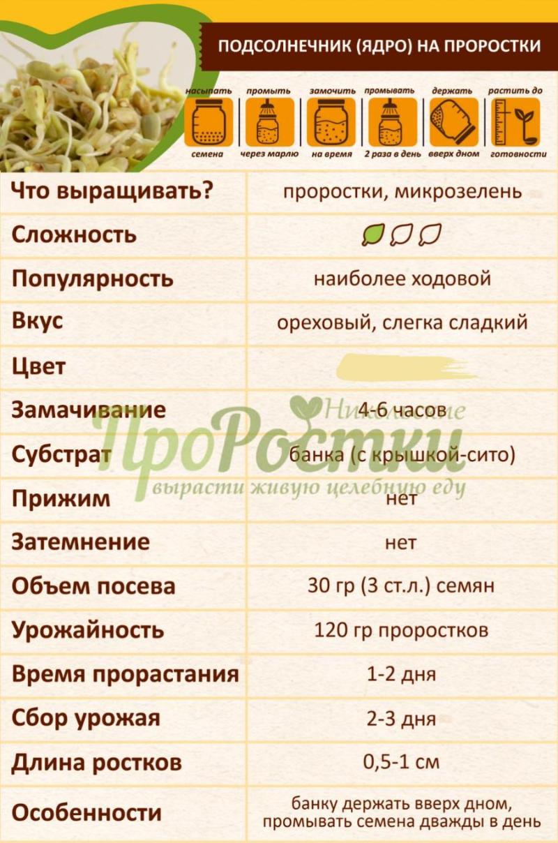 Как проращивать подсолнечник Как проращивать подсолнечник