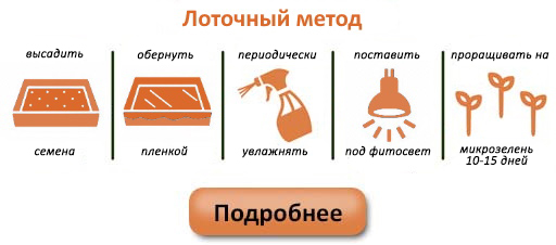 проращивание шпината проращивание шпината