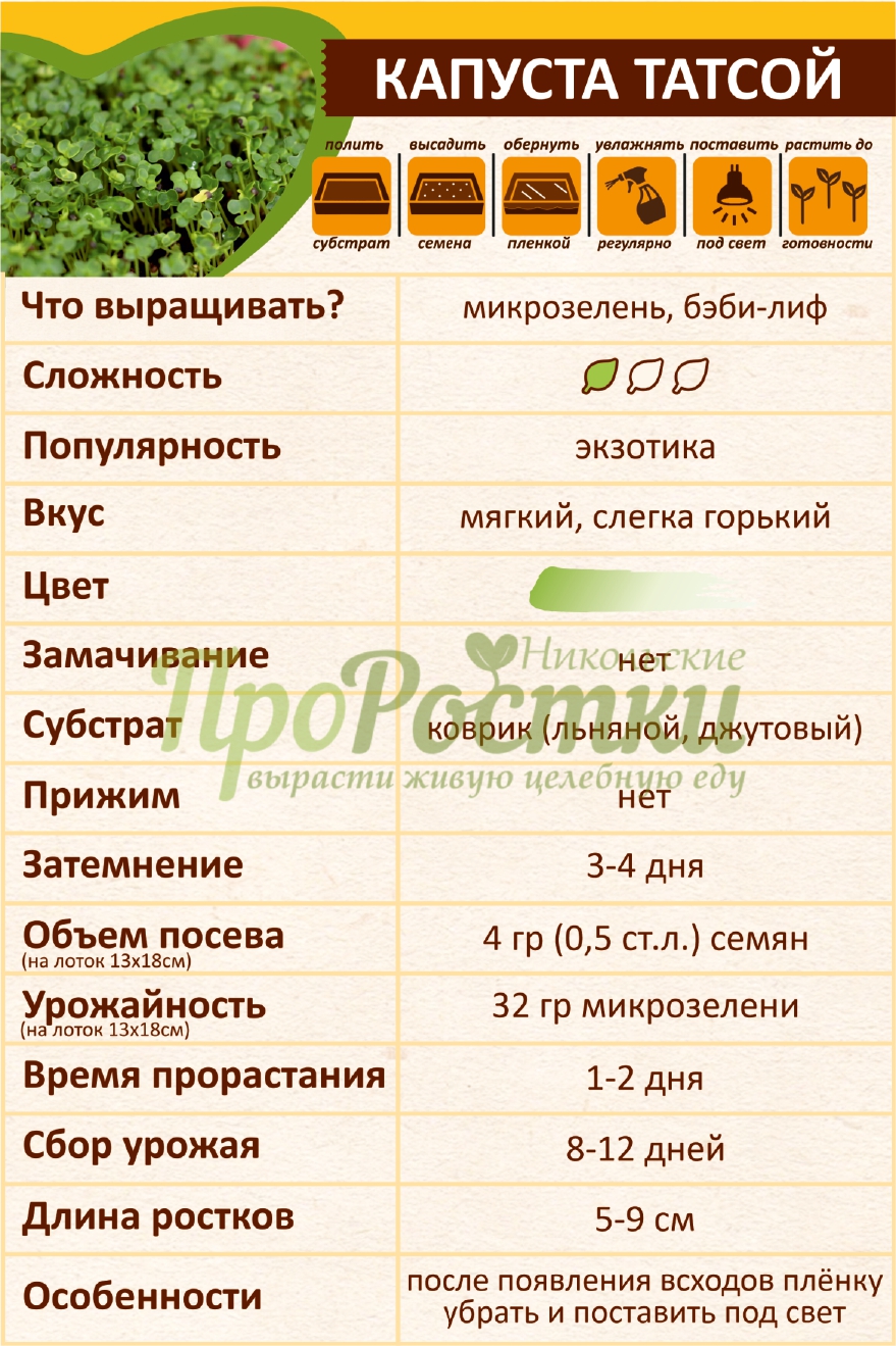 как вырастить микрозелень татсой