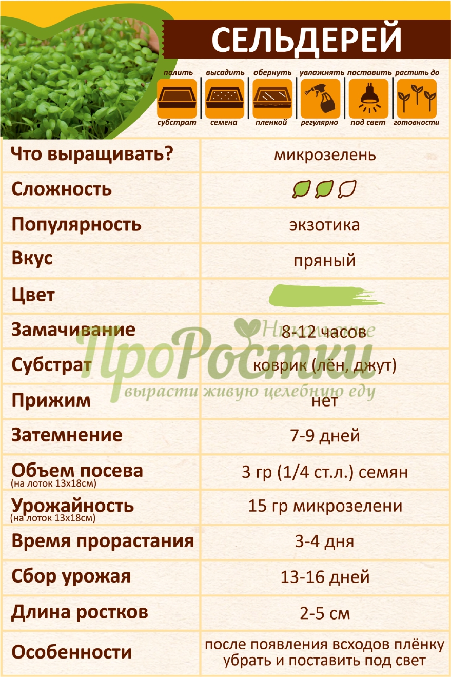 выращивание микрозелени сельдерея