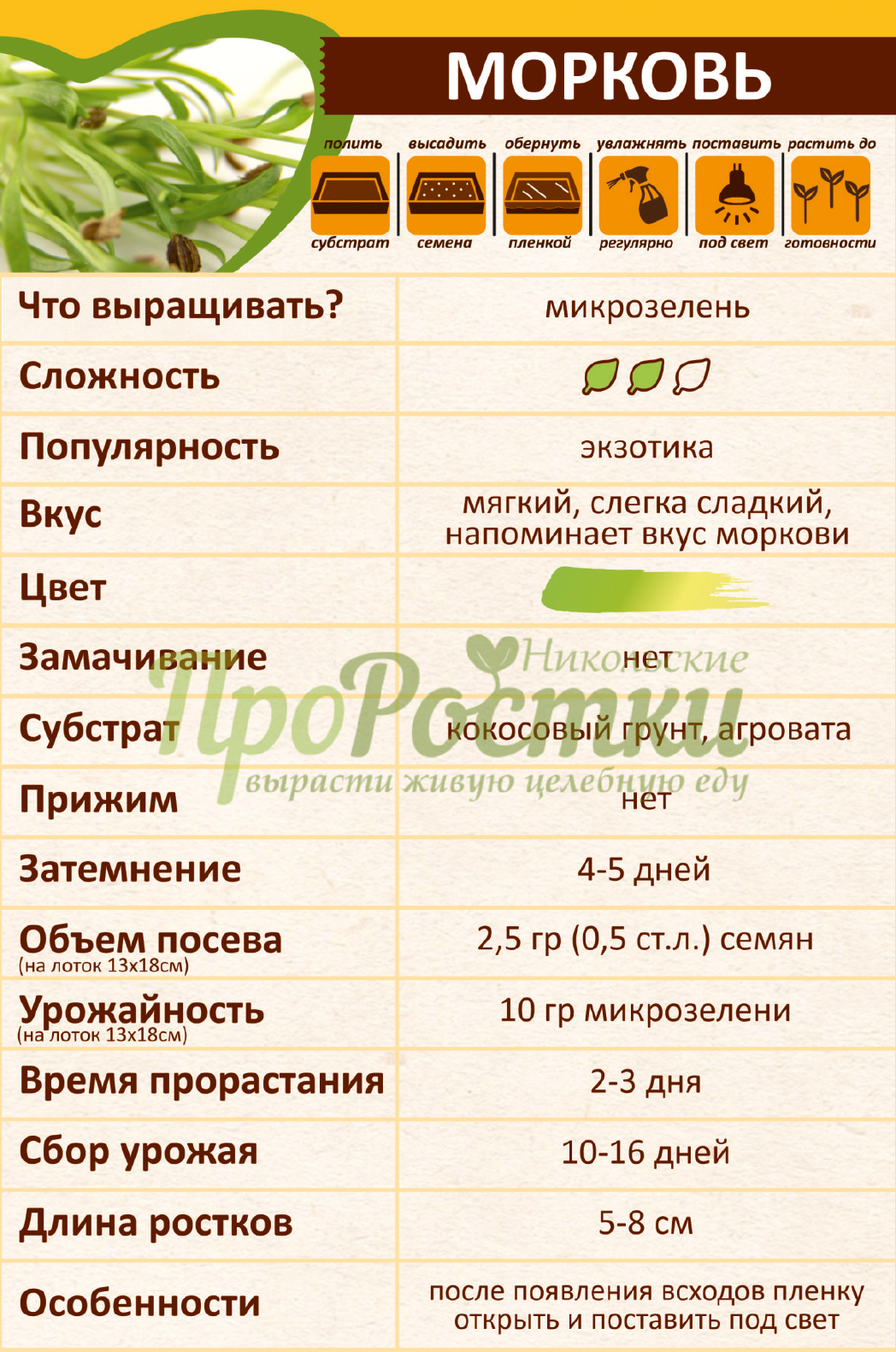 выращивание микрозелени моркови