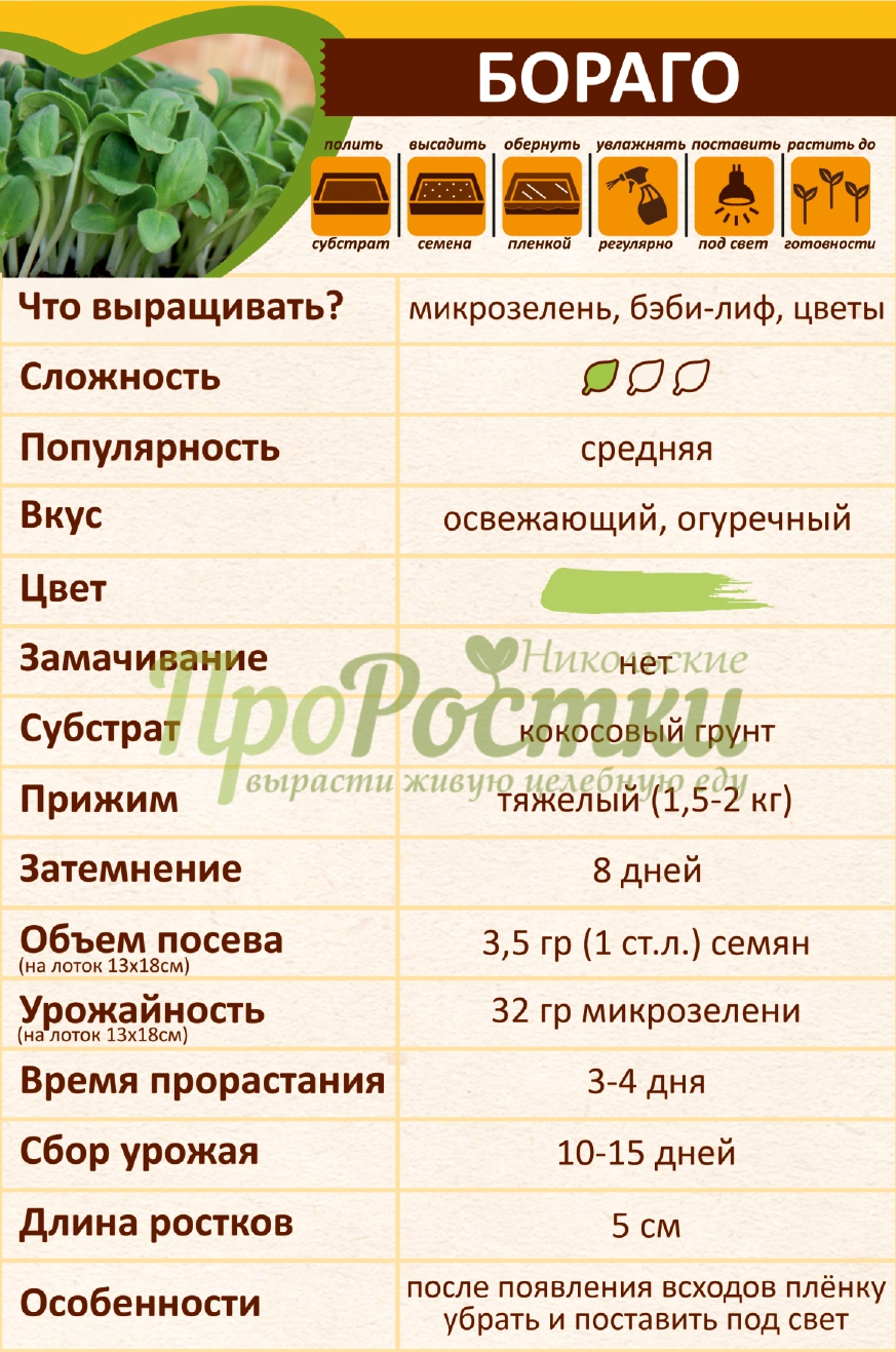 выращивание микрозелени бораго (огуречной травы)