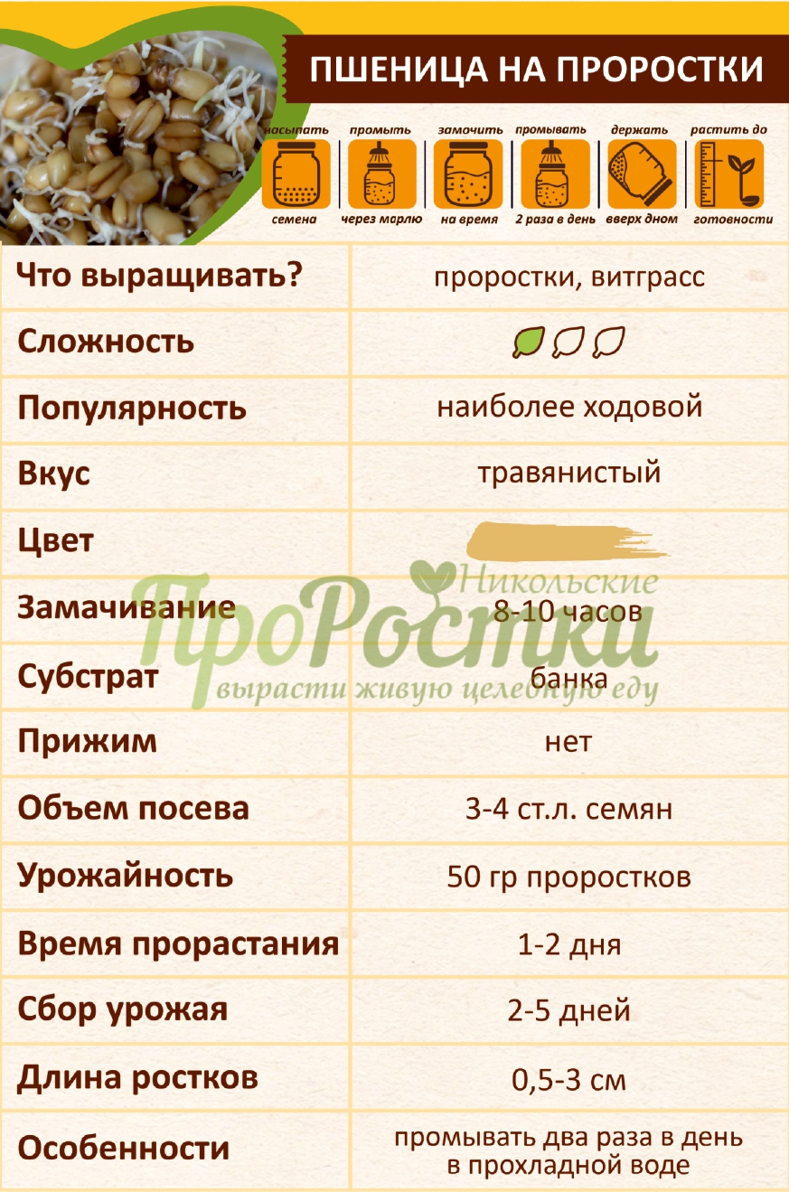 проращивание пшеницы