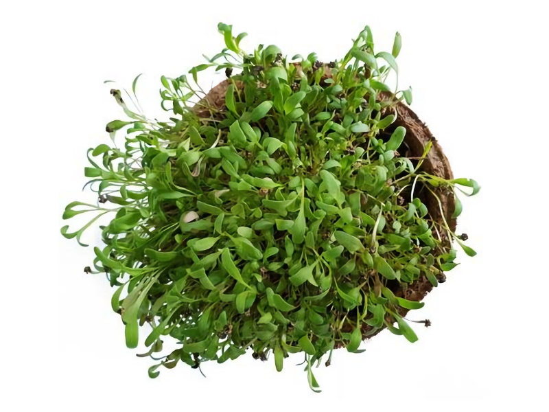 ростки шпината (микрозелень) spinach.jpg