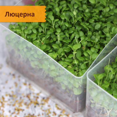 Набор "Фабрика микрозелени 50 урожаев"