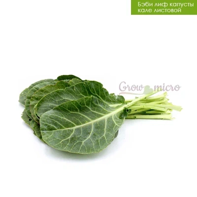 Капуста красная русская кале (кейл) семена микрозелени 5 кг.