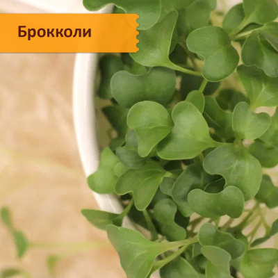Набор 5 целебных видов семян "Самая полезная микрозелень"