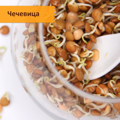 Набор "Самые вкусные семена для проращивания"