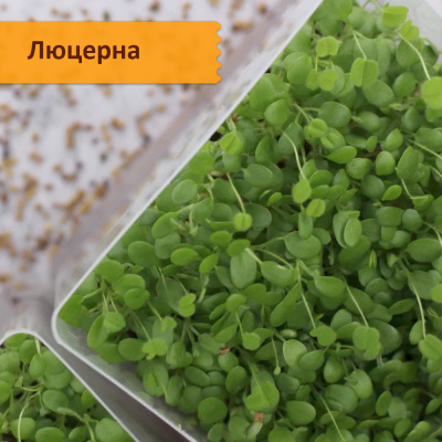 Набор 5 целебных видов семян "Самая полезная микрозелень"