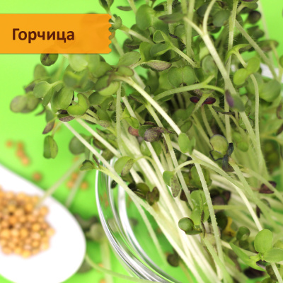 Набор "Фабрика микрозелени 50 урожаев"