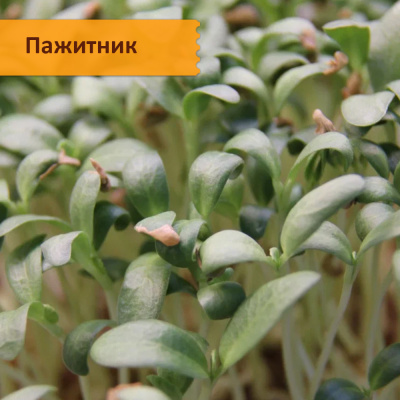 Набор 5 целебных видов семян "Самая полезная микрозелень"